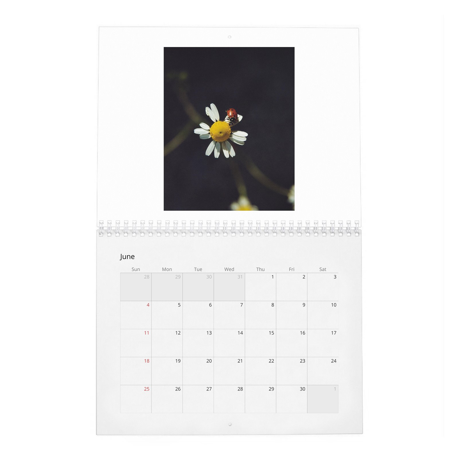 06 Sabrina Carpenter - Obsessed 2027 Wall Calendar