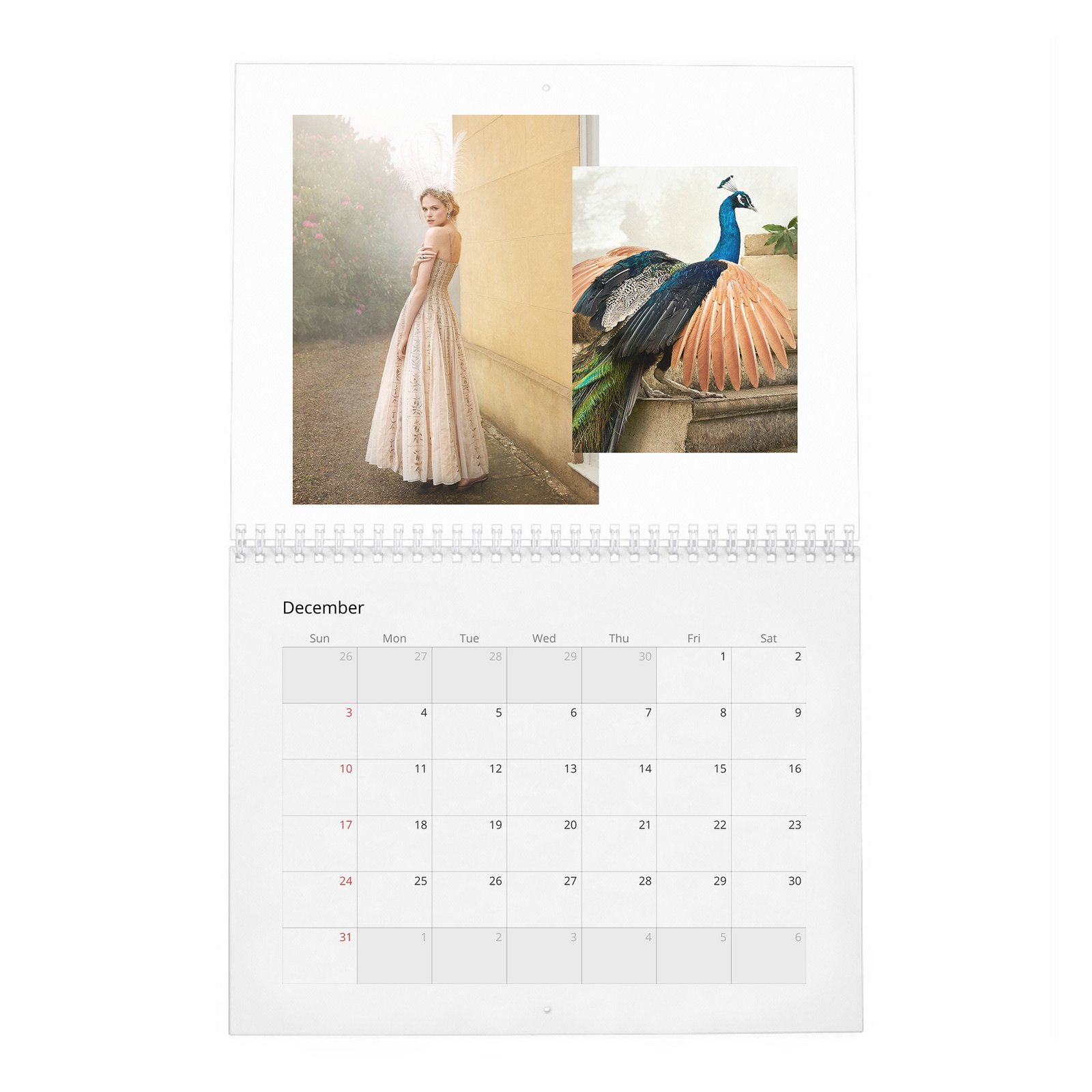Gabriella Wilde - In Fine Feather 2027 Wall Calendar